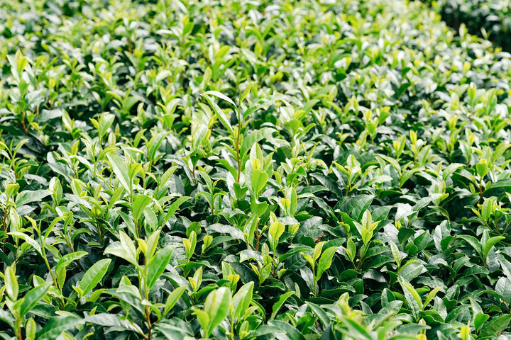 Mind and Body Wellness