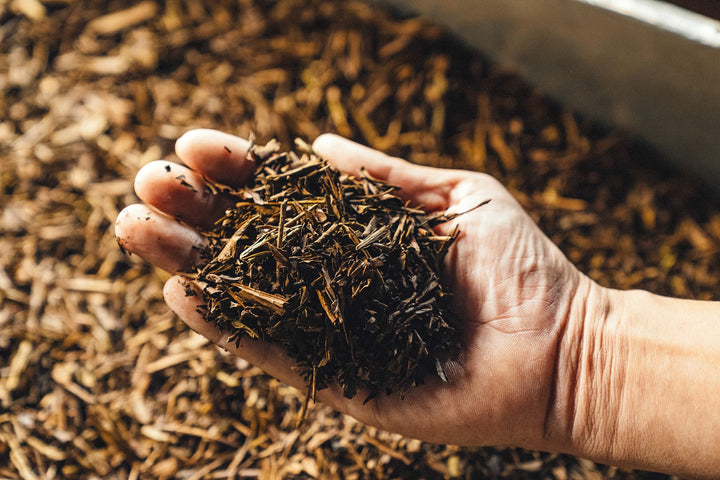 What is Hojicha?